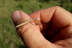 Coptopteryx argentina