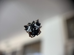 Gasteracantha sacerdotalis