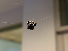 Gasteracantha sacerdotalis