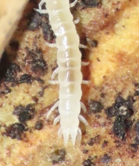 Scutigerellidae