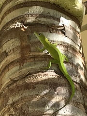 Anolis callainus