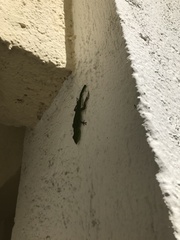 Anolis callainus