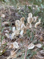 Lomatium parryi