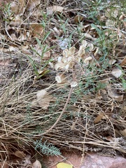 Lomatium parryi