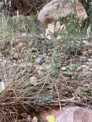 Lomatium parryi