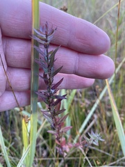 Lythrum alatum alatum