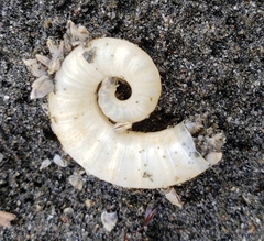 Spirula spirula