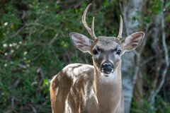 Odocoileus virginianus clavium