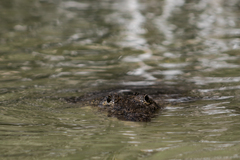 Crocodylia