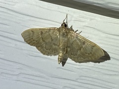 Herpetogramma aeglealis