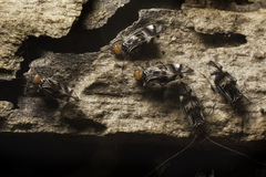 Cerastipsocus trifasciatus