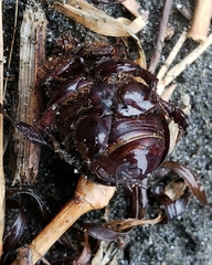 Pericoptus