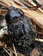 Pericoptus
