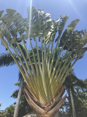 Ravenala madagascariensis