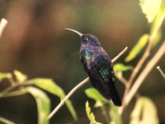 Campylopterus hemileucurus