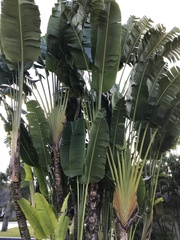 Ravenala madagascariensis