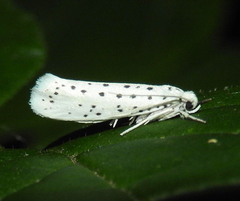 Yponomeuta multipunctella