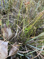 Juncus marginatus