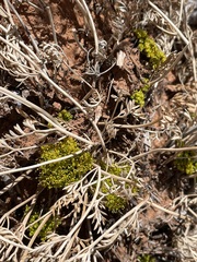 Cymopterus