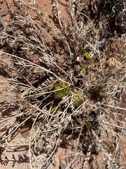 Cymopterus