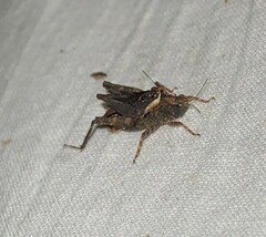 Tettigidea lateralis