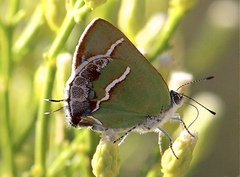 Chlorostrymon simaethis