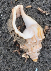 Struthiolaria papulosa