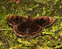 Pachyneuria lineatopunctata