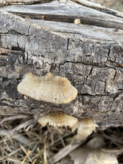 Coriolopsis gallica