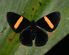 Panara phereclus