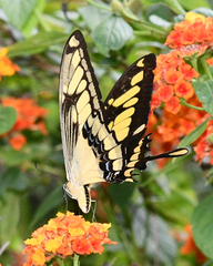 Heraclides thoas cinyras