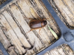 Melolonthinae