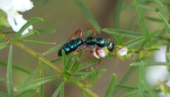 Diamma bicolor