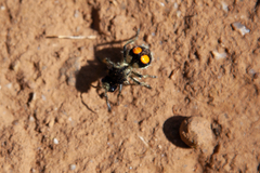 Hoplomutilla spinosa