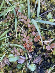 Epilobium brunnescens