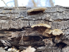 Coriolopsis gallica
