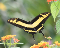 Heraclides thoas cinyras