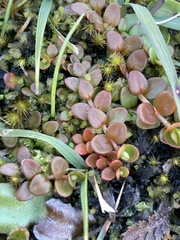 Epilobium brunnescens