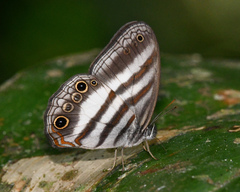Pareuptychia binocula