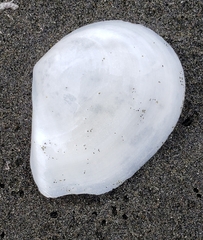 Macomona liliana