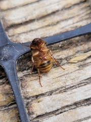Melolonthinae