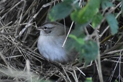 Arremonops rufivirgatus