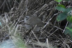 Arremonops rufivirgatus