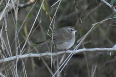 Arremonops rufivirgatus