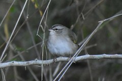 Arremonops rufivirgatus