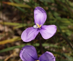 Patersonia occidentalis
