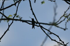 Heliomaster furcifer