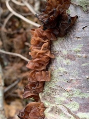 Phaeotremella frondosa
