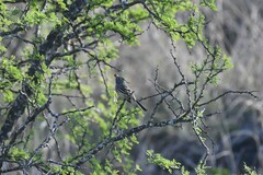 Anairetes flavirostris