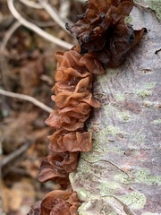 Phaeotremella frondosa